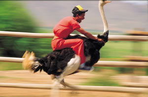 funny-south-africa-fail-11.jpg